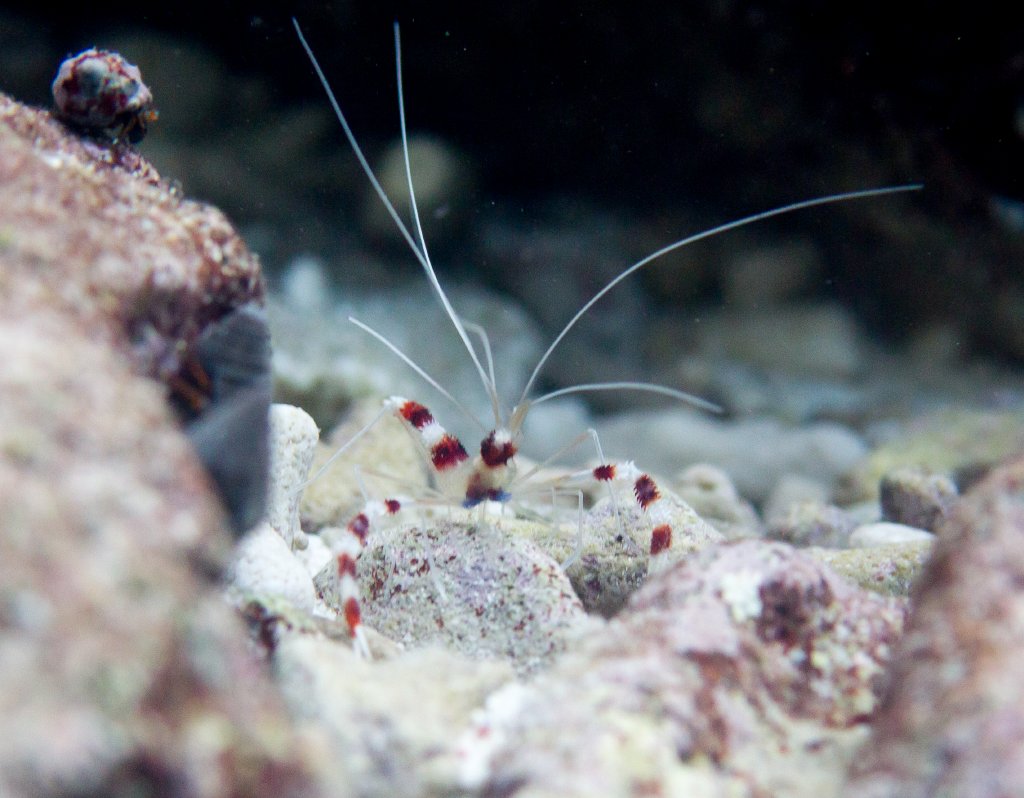 Banded Coral Shrimp