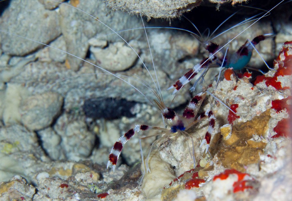 Banded Coral Shrimp