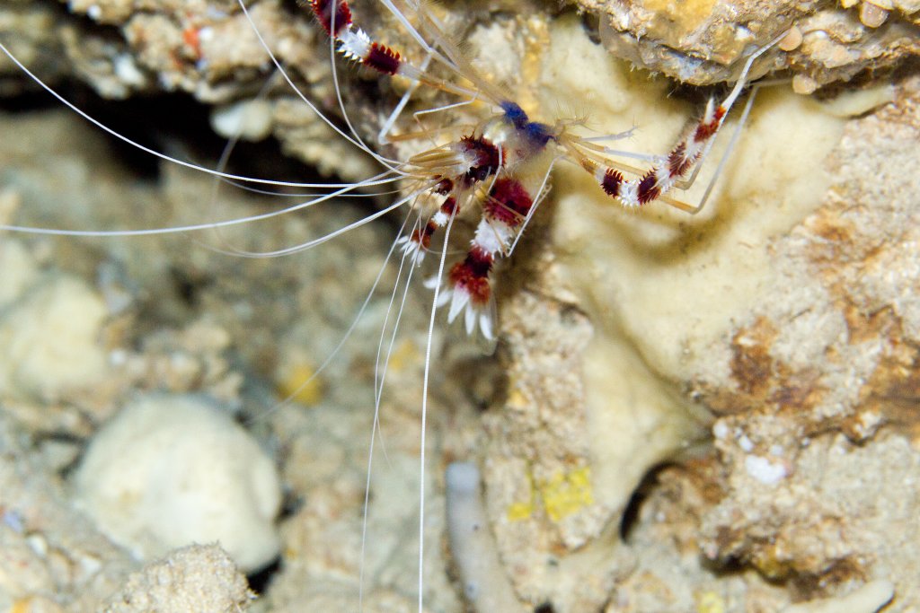 Banded Coral Shrimp