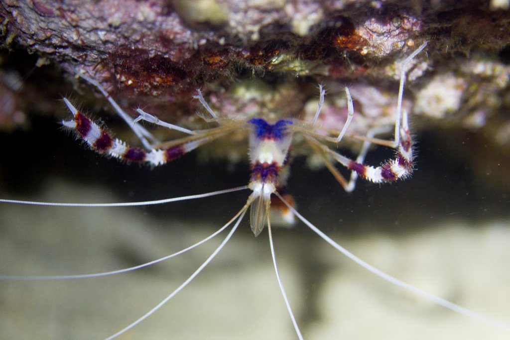 Banded Coral Shrimp