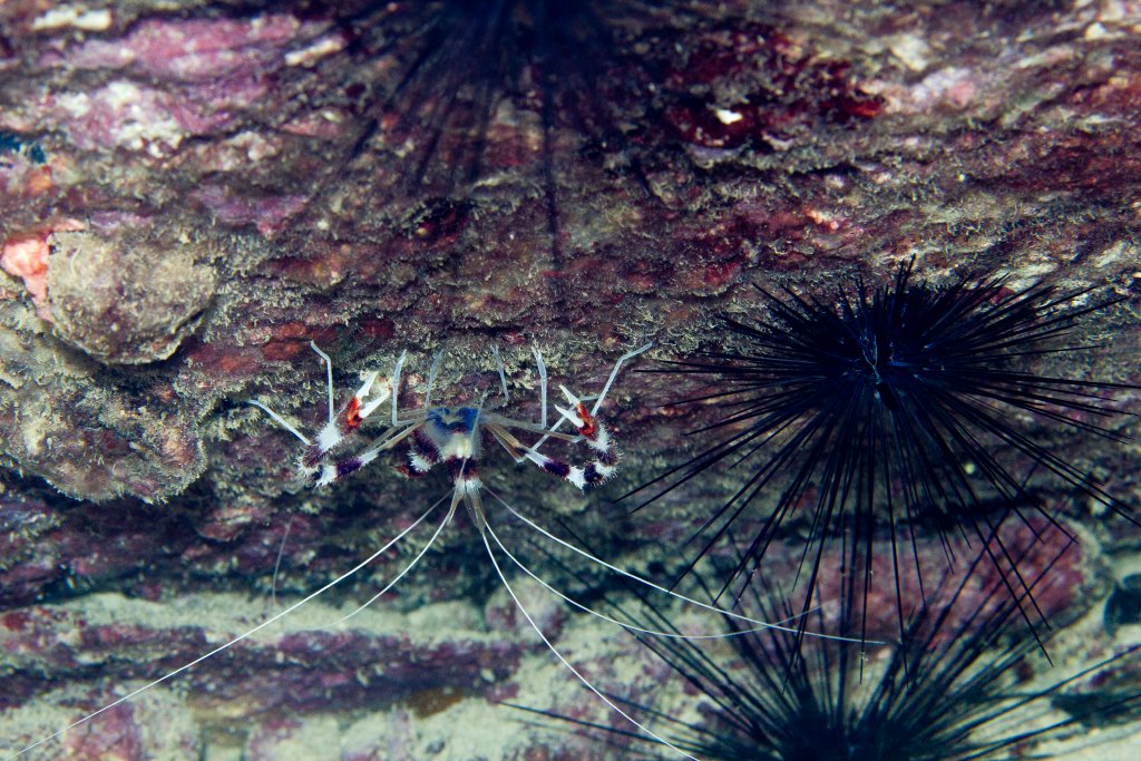 Banded Coral Shrimp