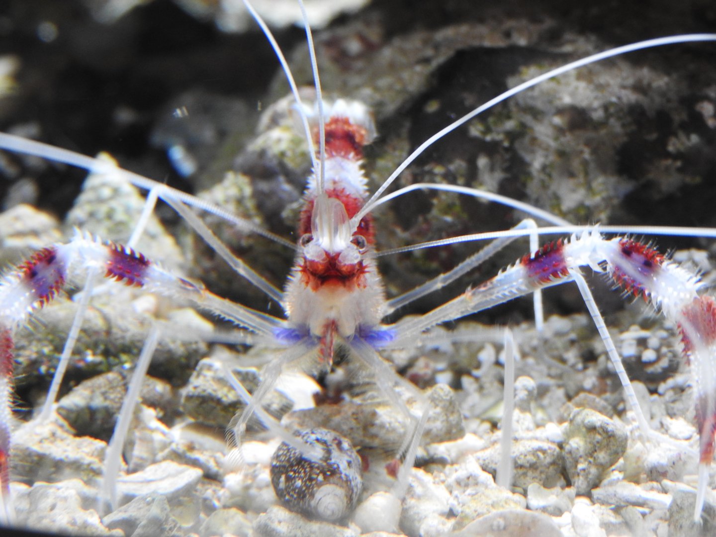 Banded Coral Shrimp
