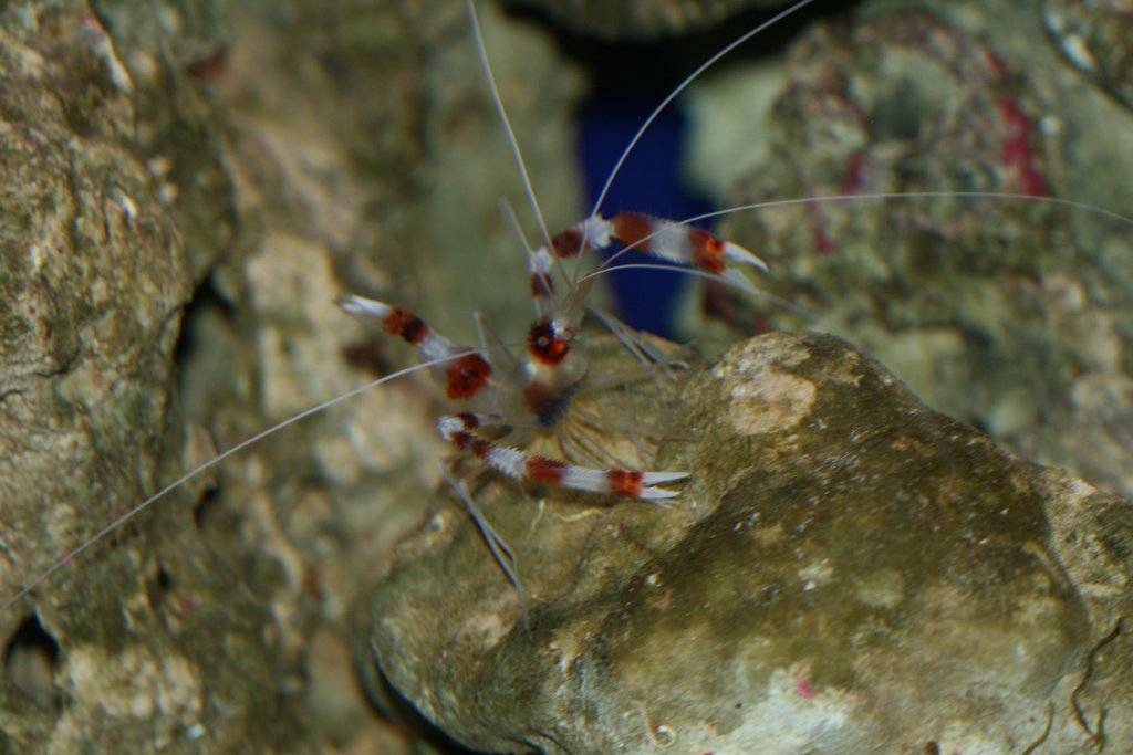 Banded Coral Shrimp