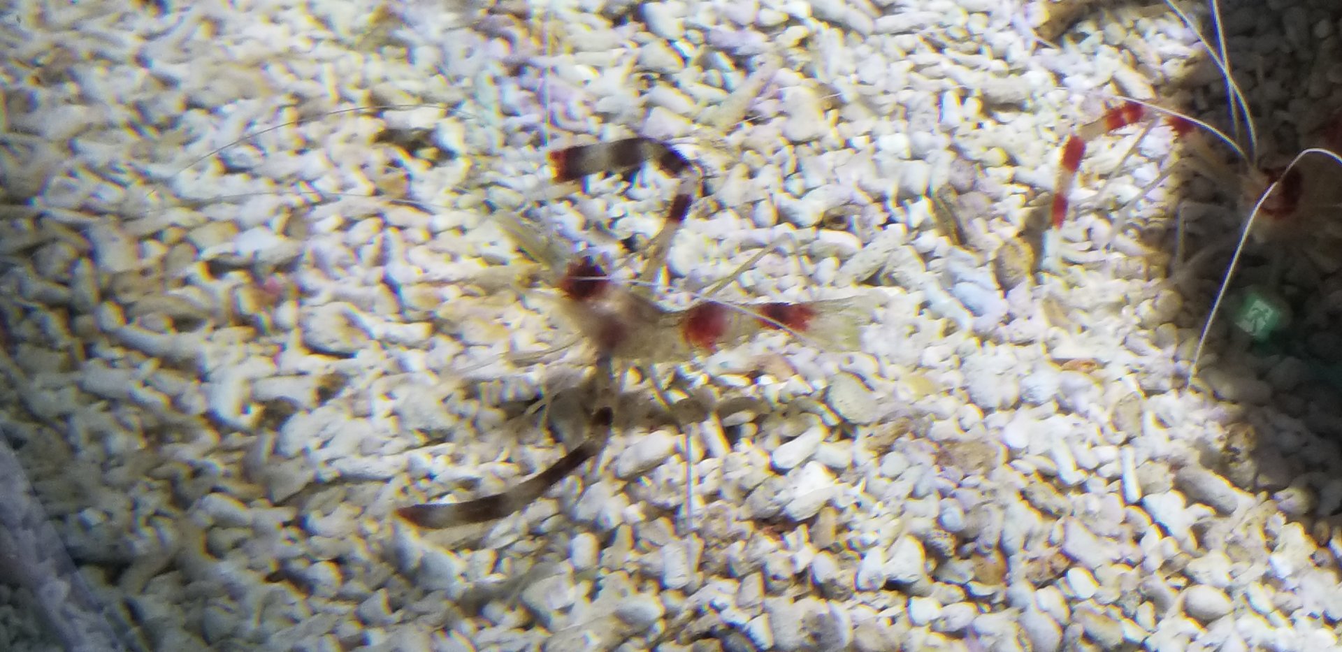 Banded Coral Shrimp