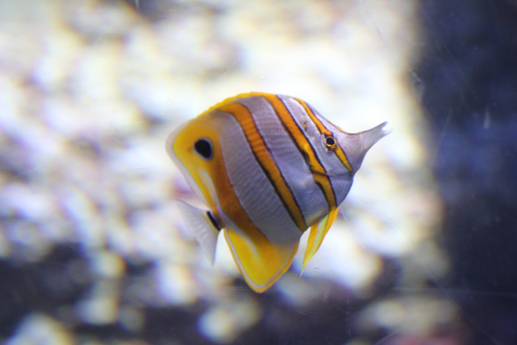 Banded Coralfish (Chelmon rostratus)
