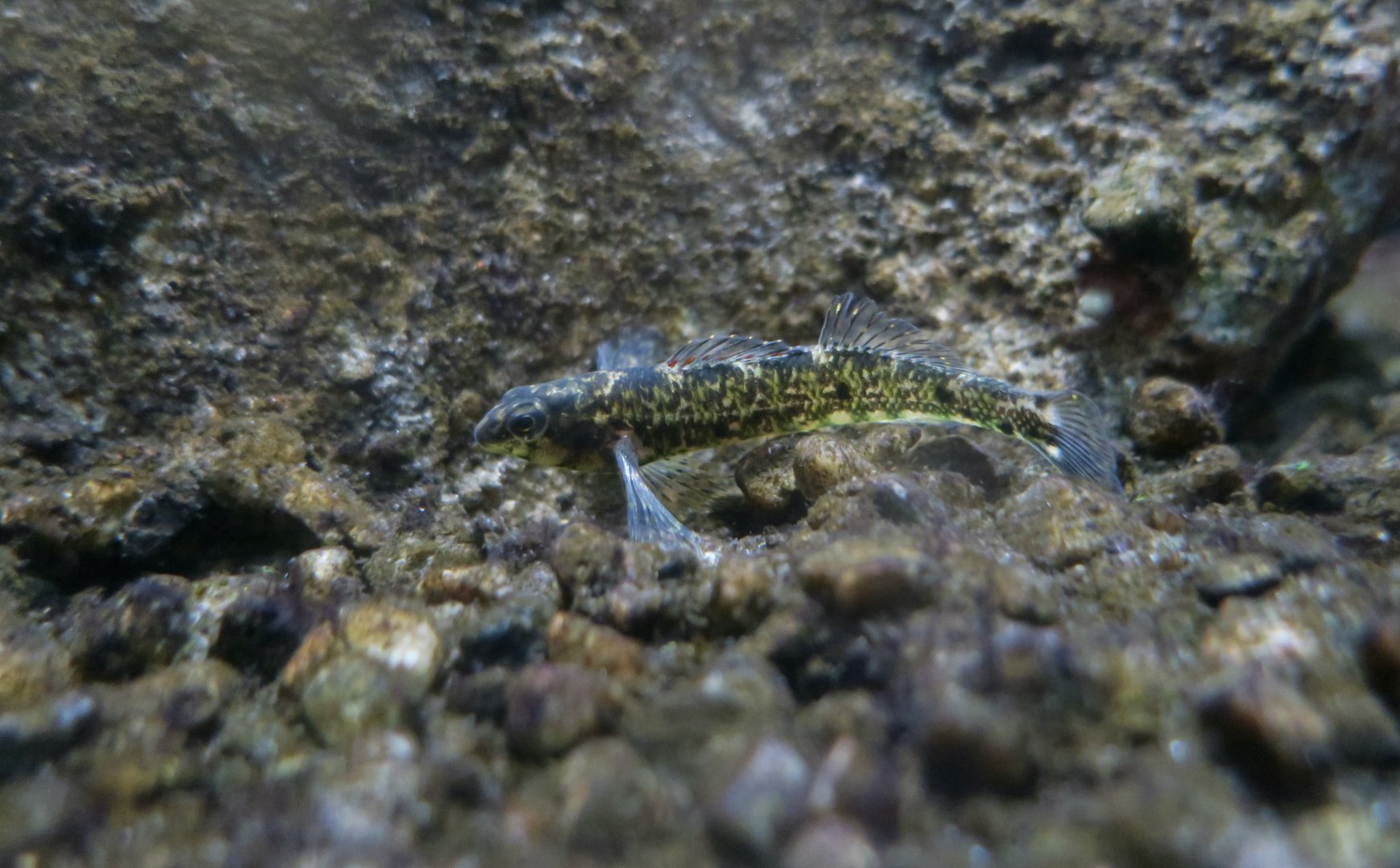 Banded Darter (Etheostoma zonale) - Cold Spring Harbor Fish Hatchery & Aquarium