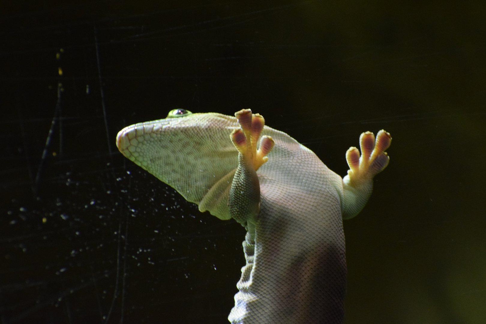 Banded day gecko - February 2024