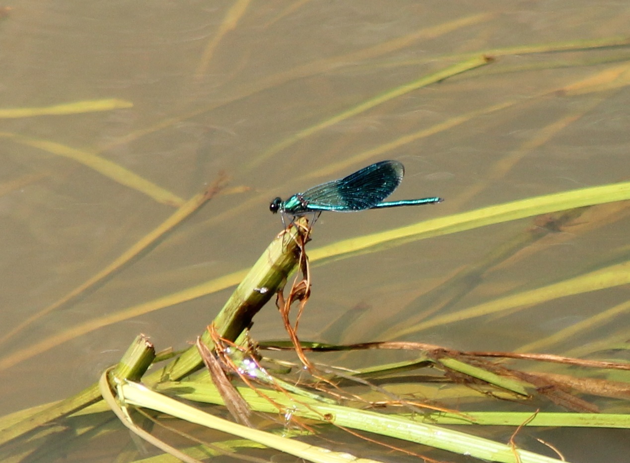 Banded Demoiselle