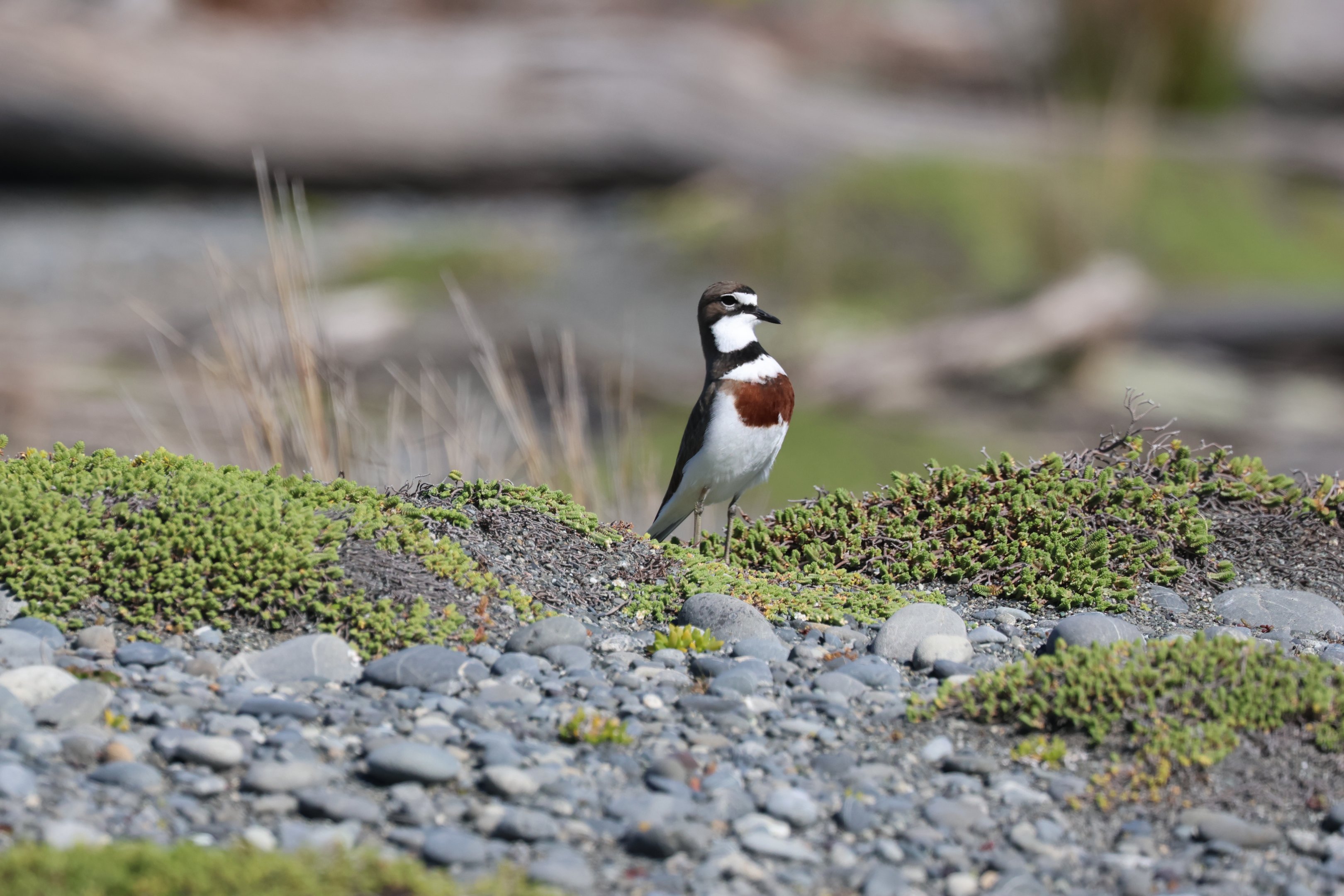 Banded Dotterel (Anarhynchus bicinctus bicinctus), Pencarrow Coast Road (Lower Hutt, Wellington)