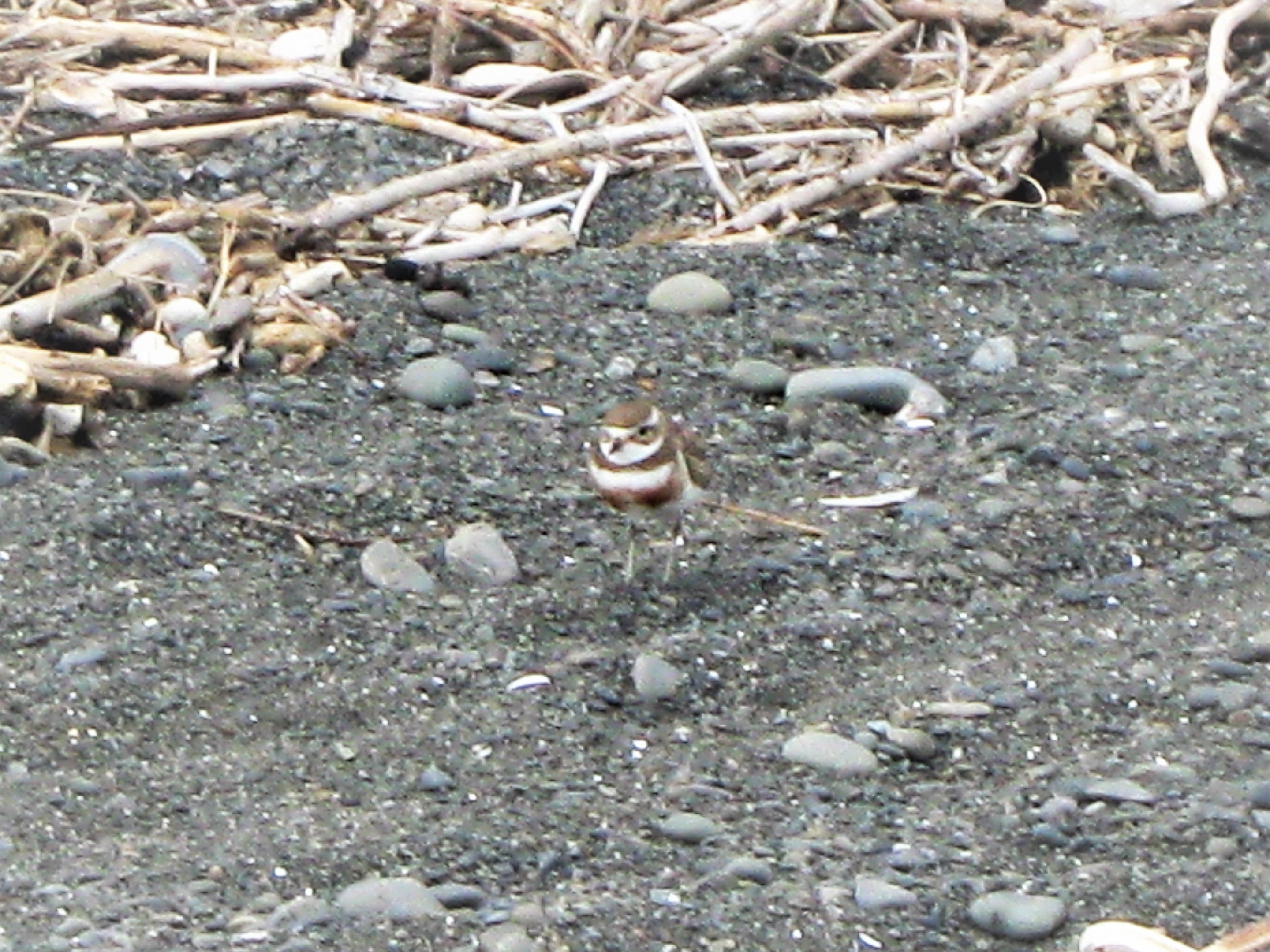 Banded Dotterel (Charadrius bicinctus bicinctus)
