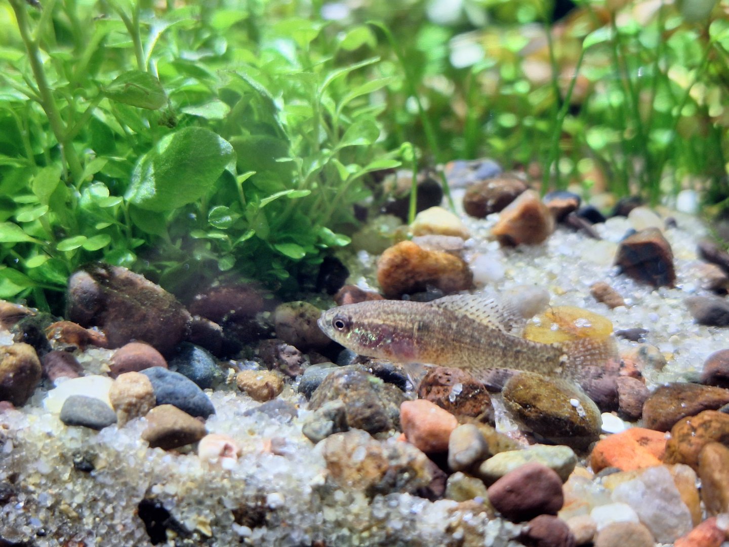 Banded Dwarf Sunfish (Elassoma zonatum)
