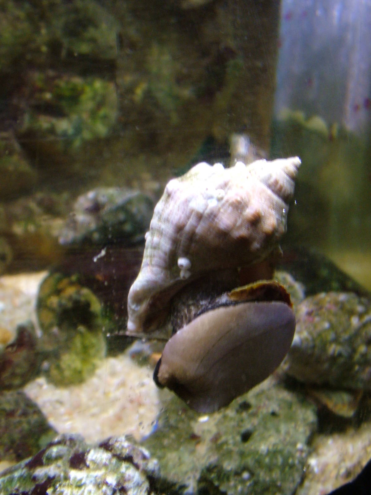 Banded Dye-Murex at Vasco da Gama Aquarium, 25/05/11