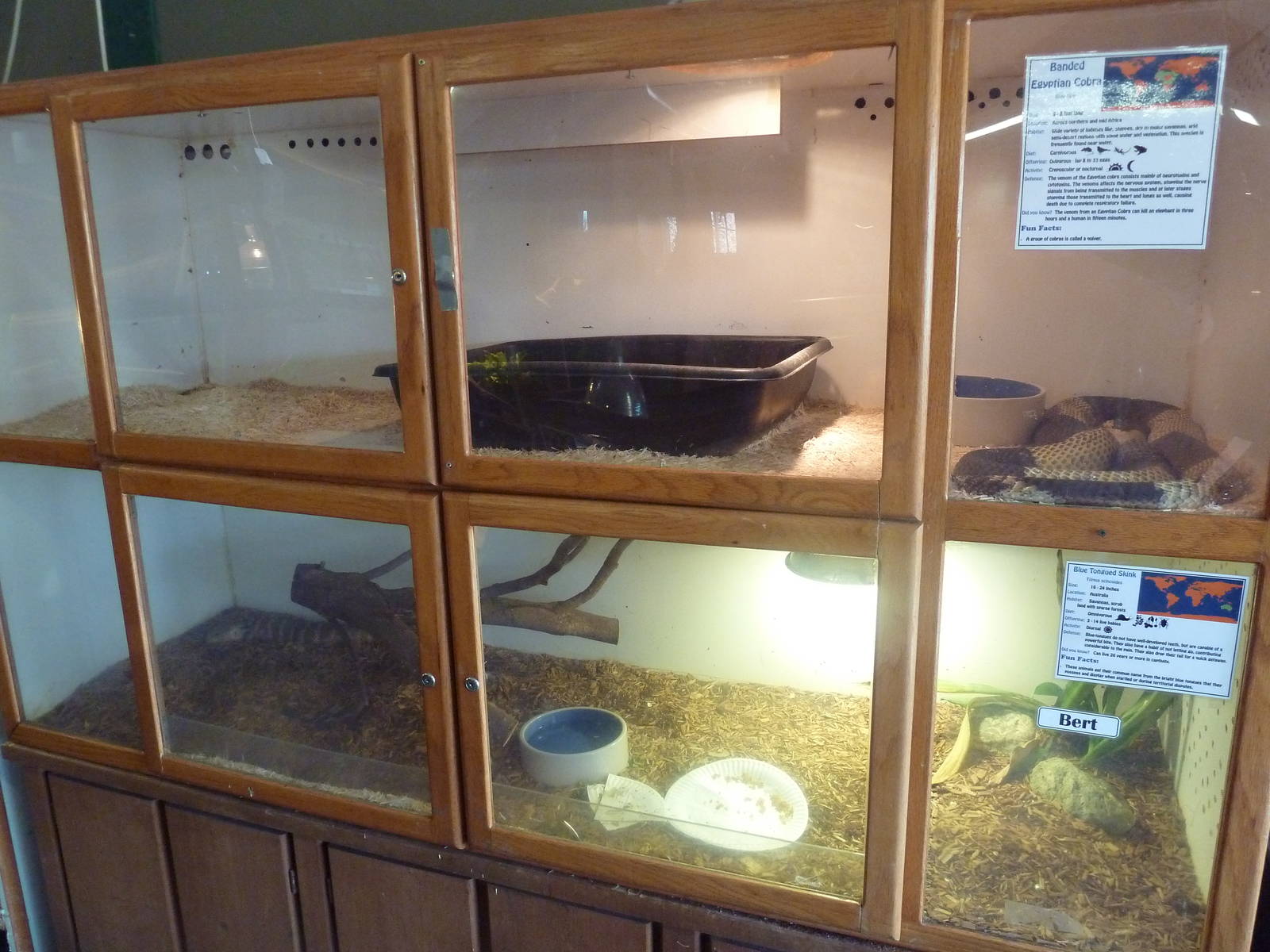 Banded Egyptian Cobra + Blue-Tongued Skink Exhibits