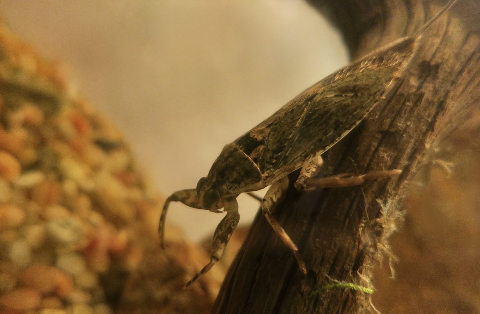 Banded-Femora Water Bug (Lethocerus medius)