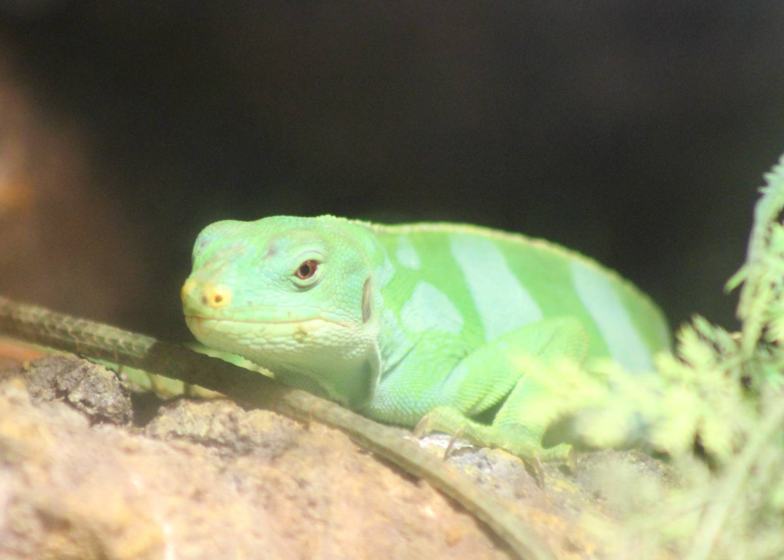 Banded Fijian iguana
