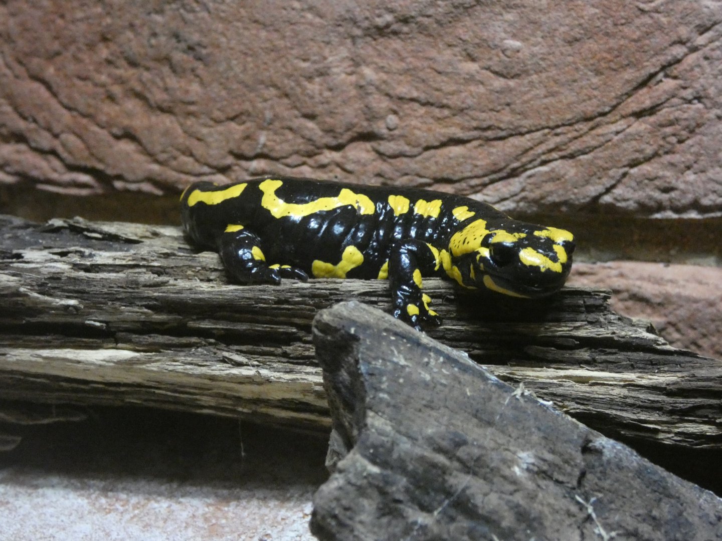 Banded fire salamander