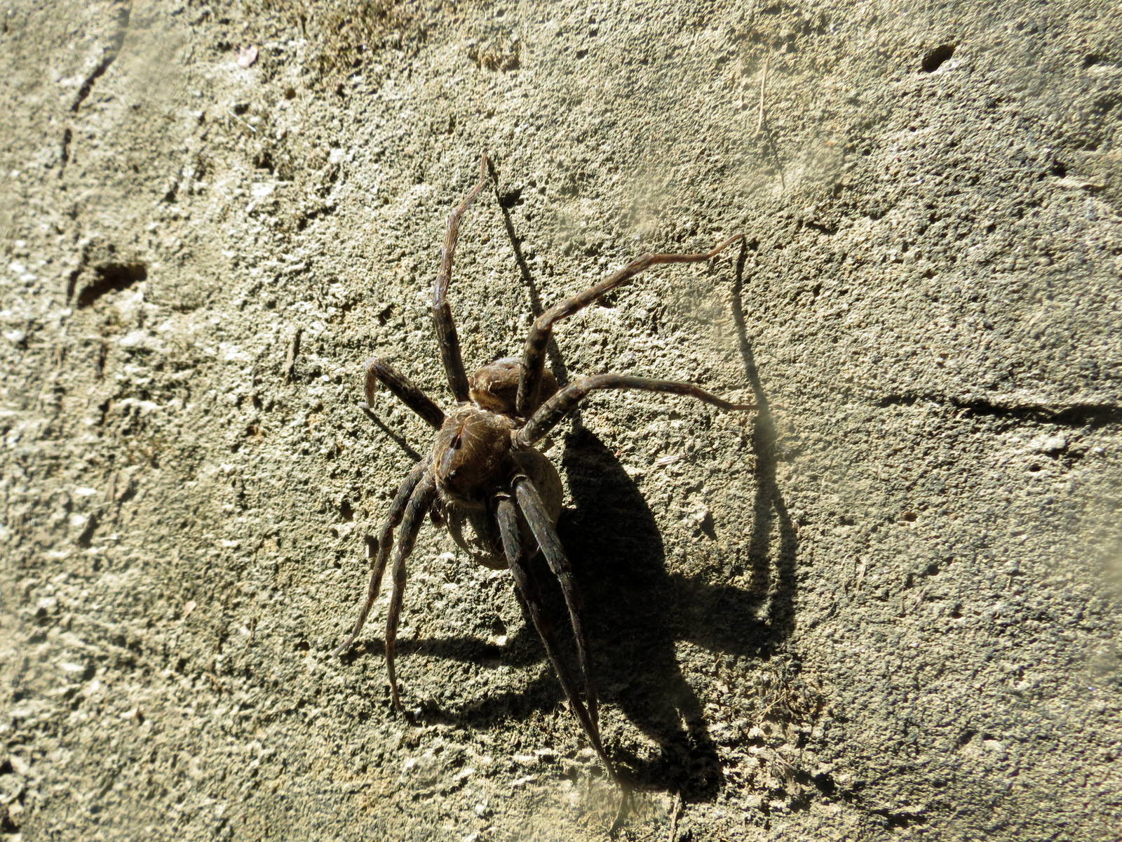 Banded Fishing Spider