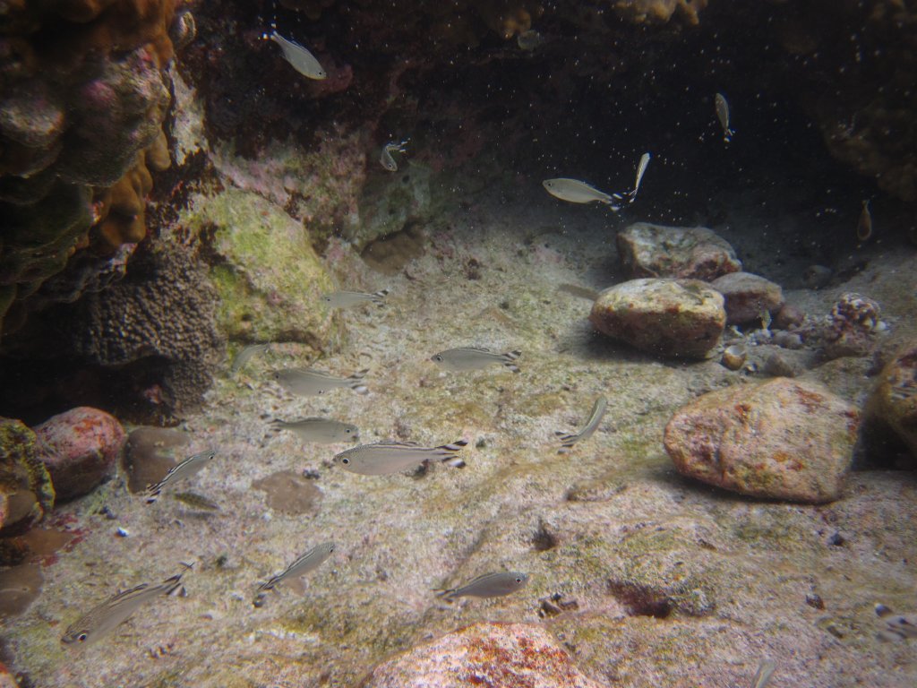 Banded Flagtails (Kuhlia mugil)