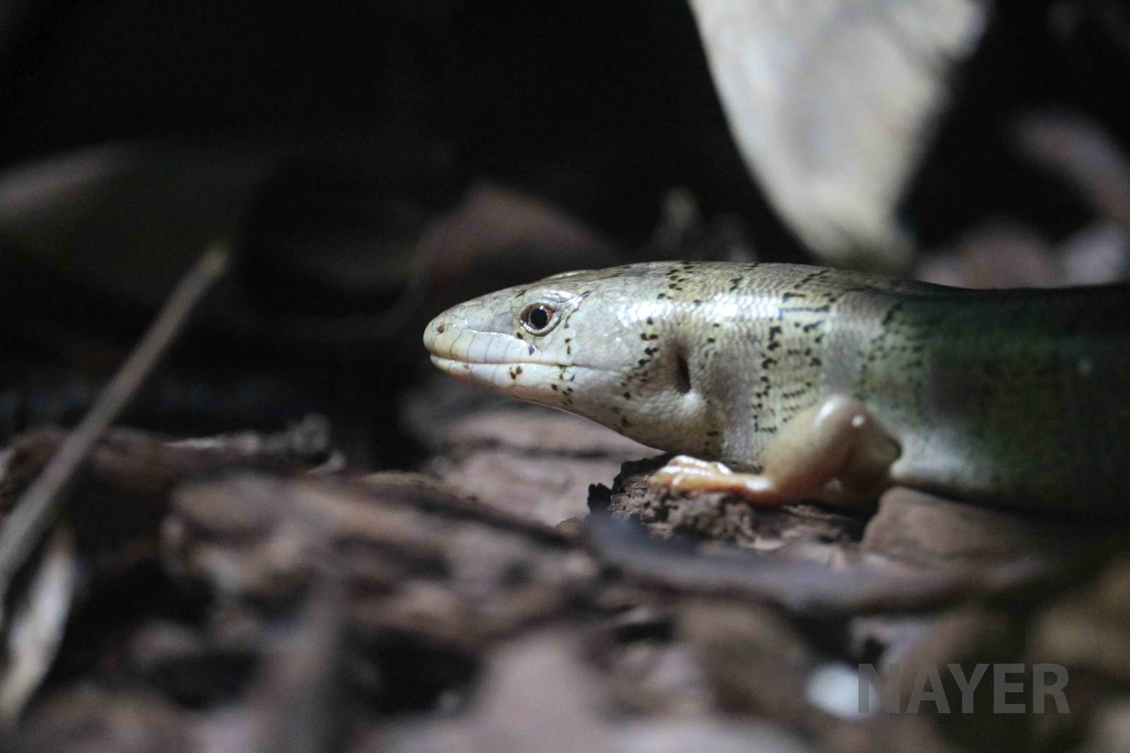 Banded galliwasp - Instituto Butantan, April 2016