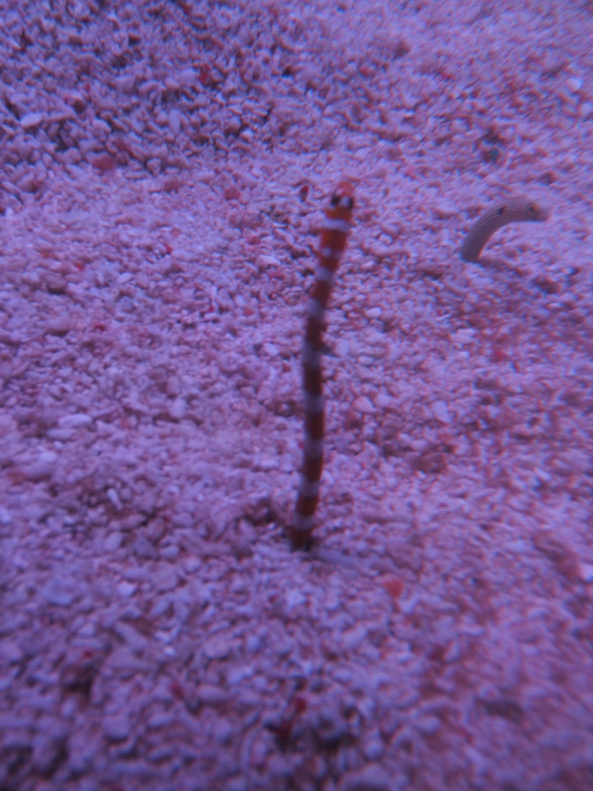 Banded Garden Eel