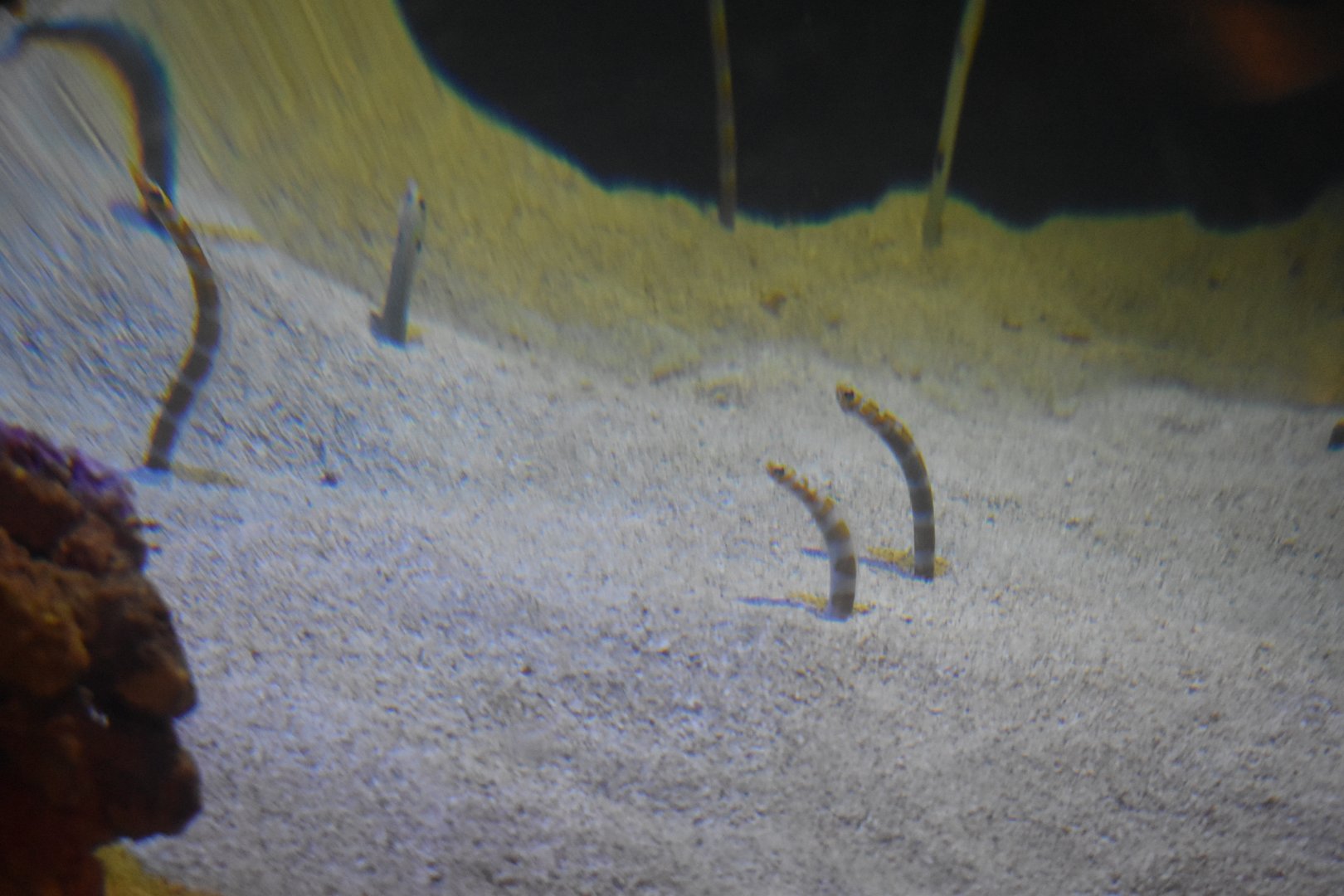 Banded Garden Eels