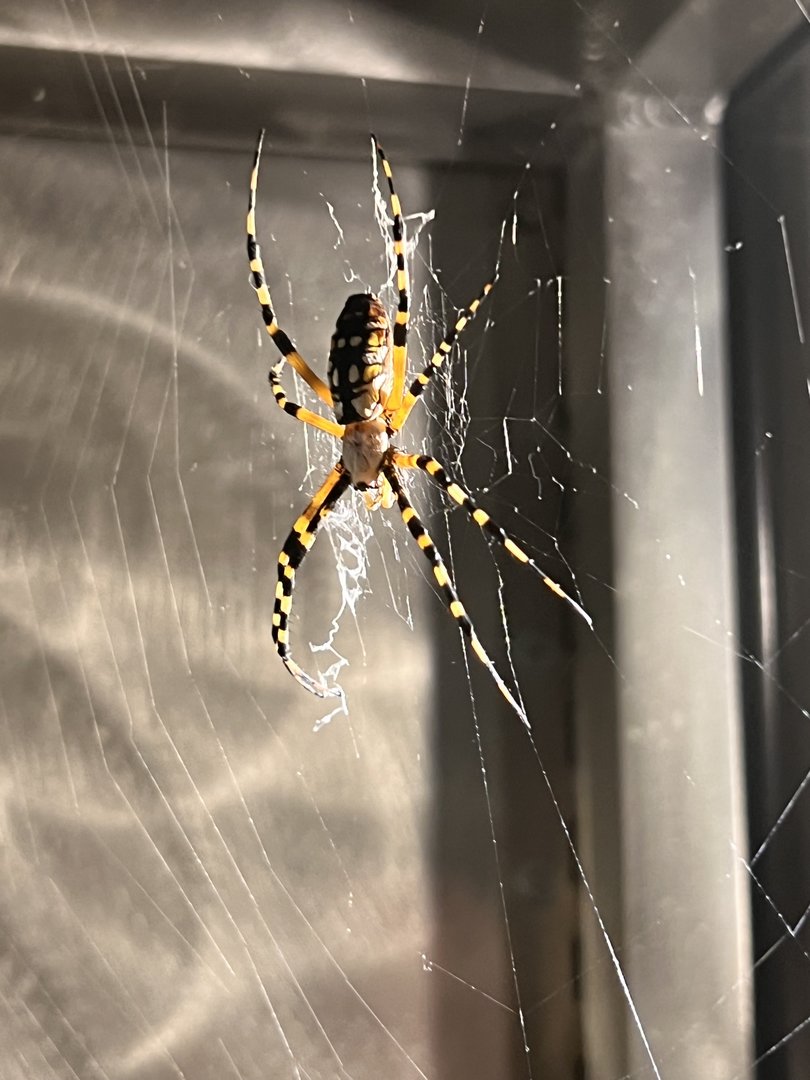 Banded garden spider