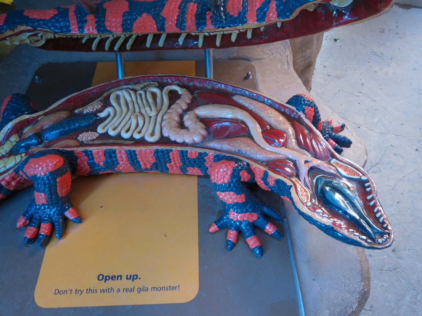 Banded Gila Monster Exhibits - Monster Model