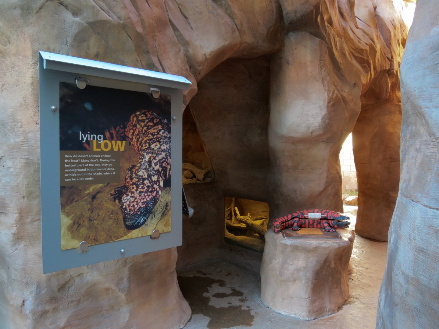 Banded Gila Monster Exhibits