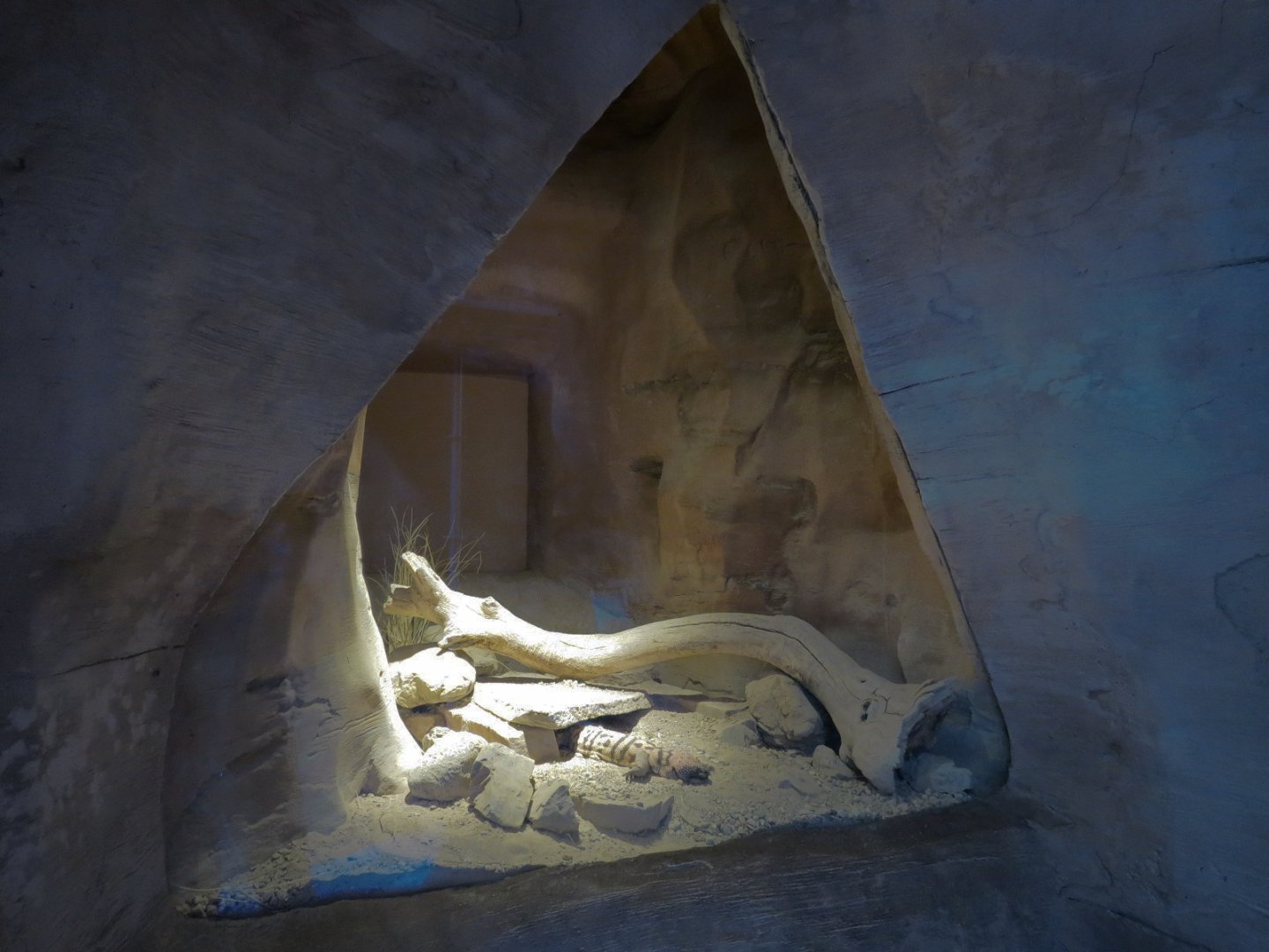 Banded Gila Monster Exhibits