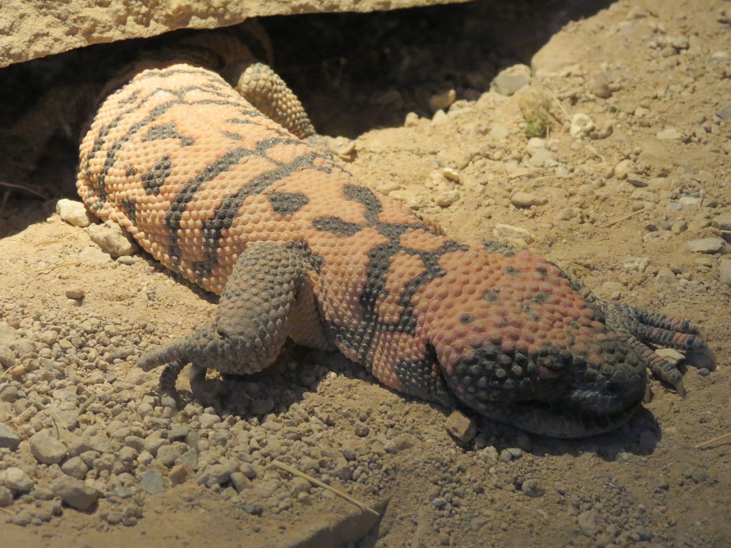 Banded Gila Monster Exhibits