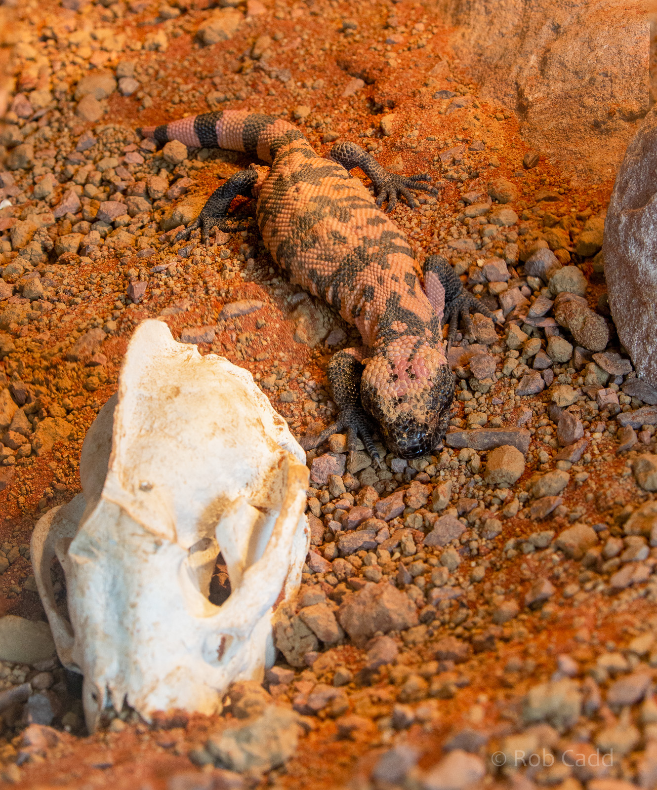 Banded Gila monster : Hamerton : 08 Sep 2018
