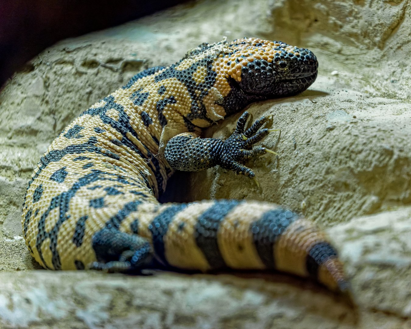 Banded Gila Monster / Hamerton / 25-11-21