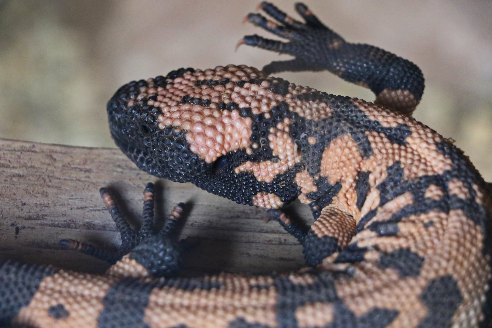 Banded Gila Monster / Hamerton / 8-4-19
