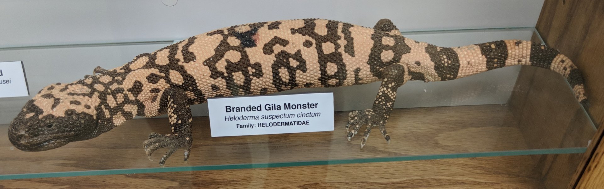 Banded gila monster (Heloderma suspectum cinctum)