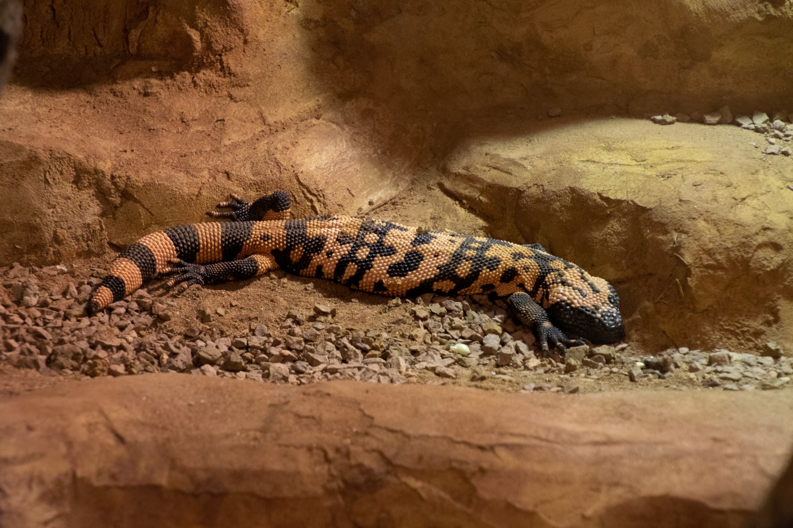 Banded Gila Monster in New Exhibit / Hamerton / 30-8-19