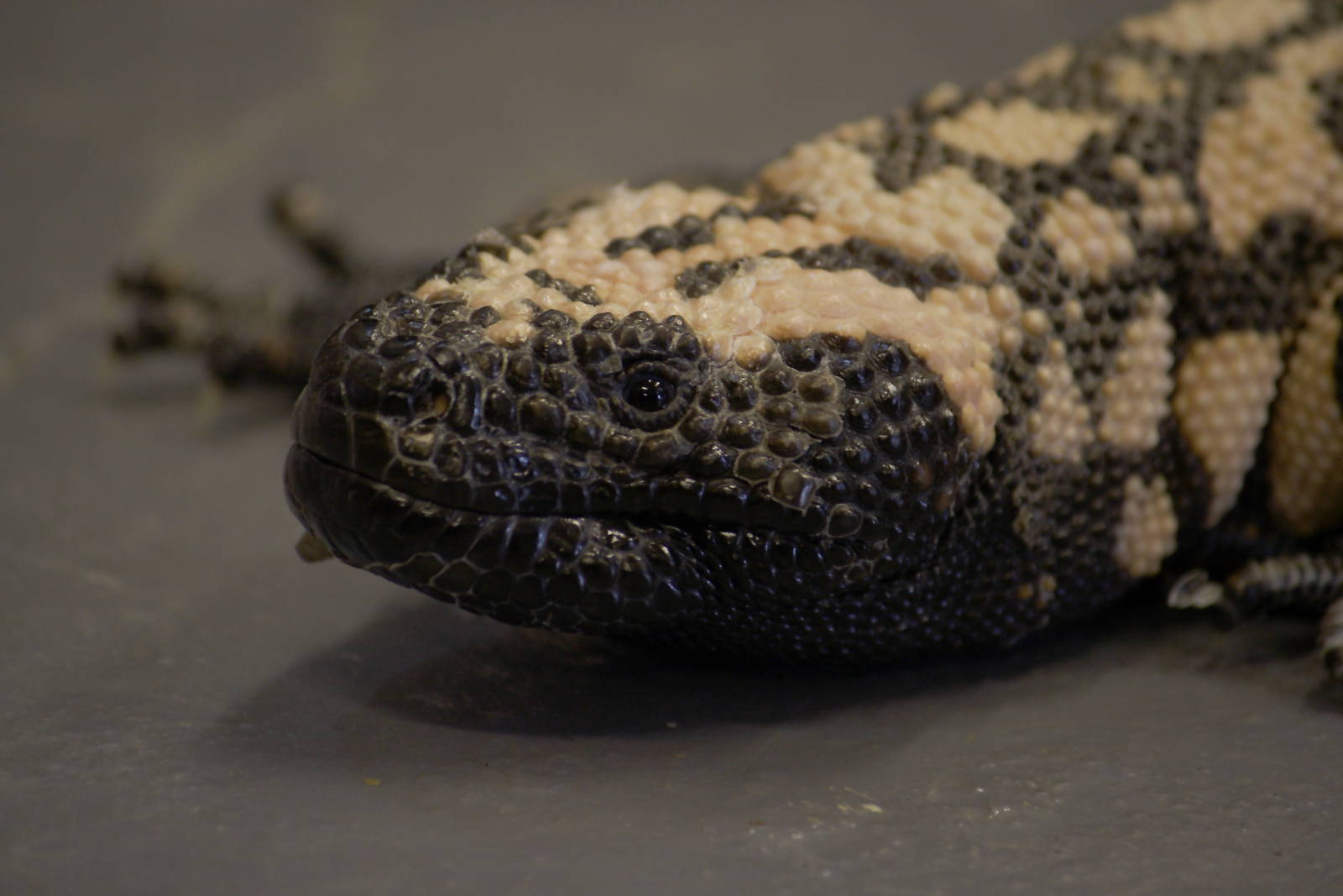 Banded Gila monster