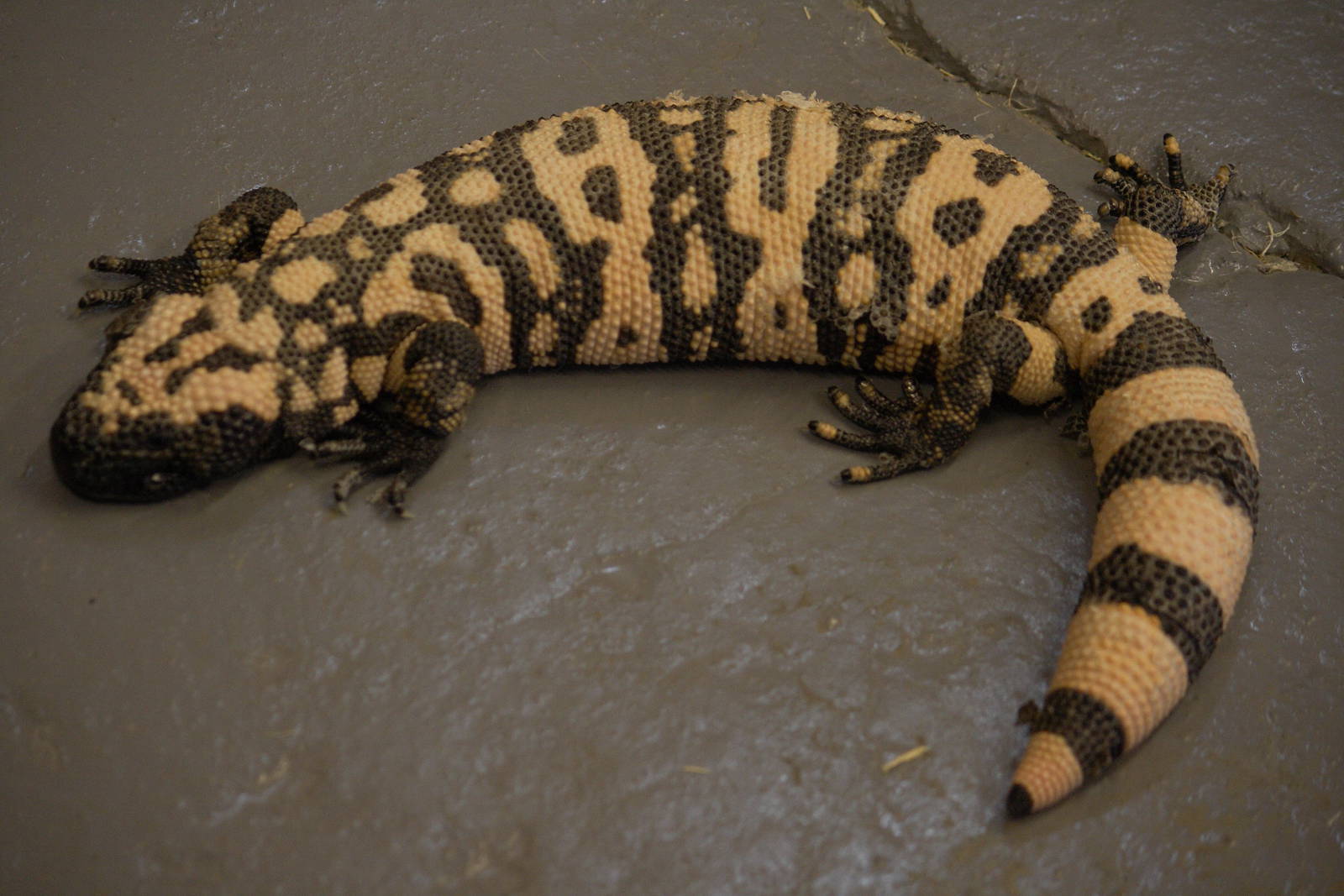 Banded Gila monster