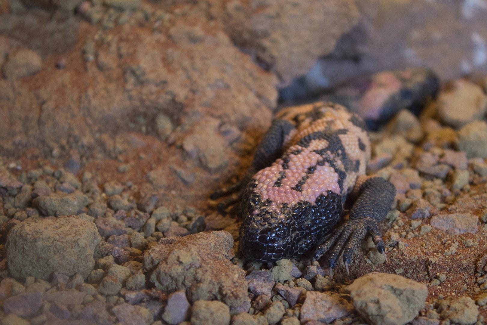 Banded Gila Monster
