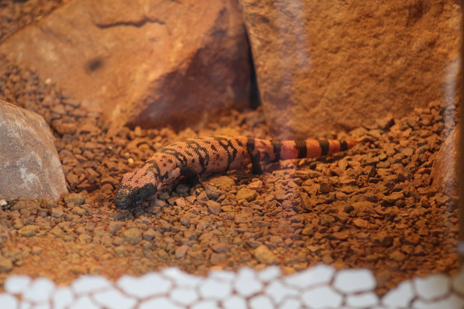 Banded Gila Monster