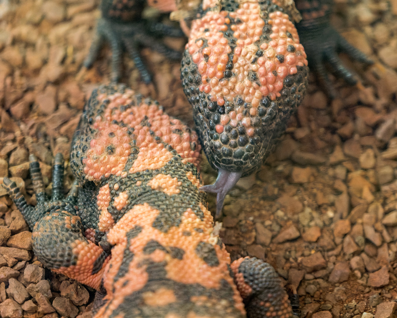 Banded Gila Monsters / Hamerton / 16-11-22