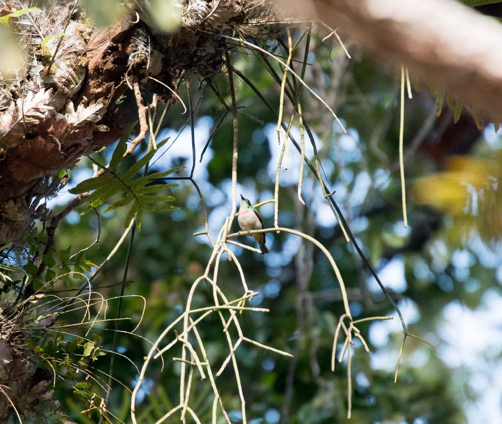 Banded Green Sunbird
