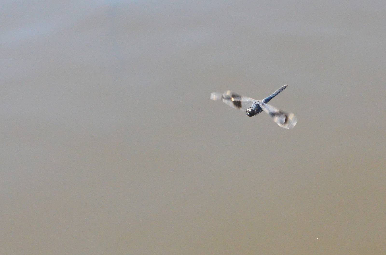 Banded Groundling, Khwai Community Area, Botswana, 25/04/16