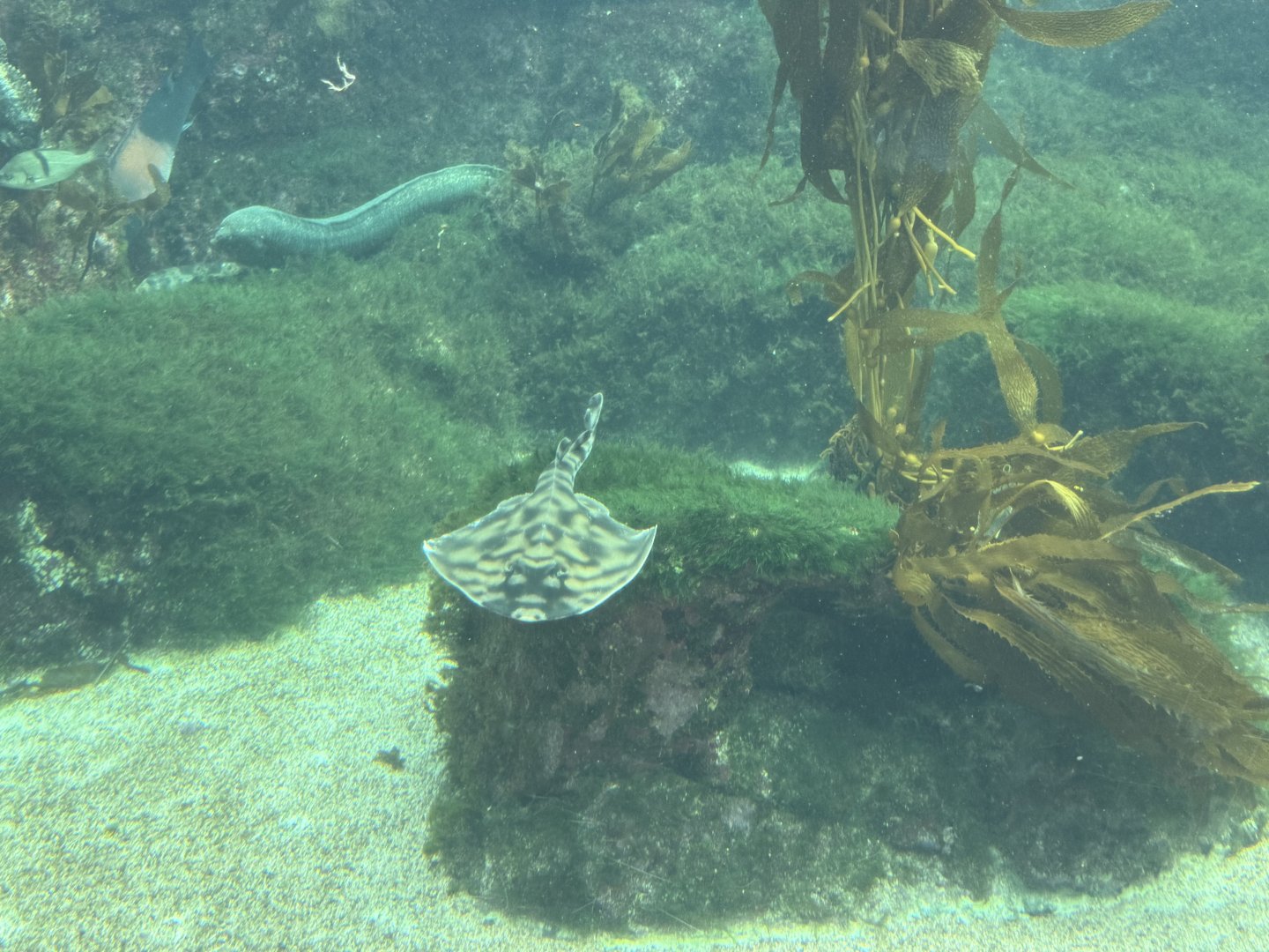 Banded guitarfish (Zapteryx exasperata) in the Kelp Forest