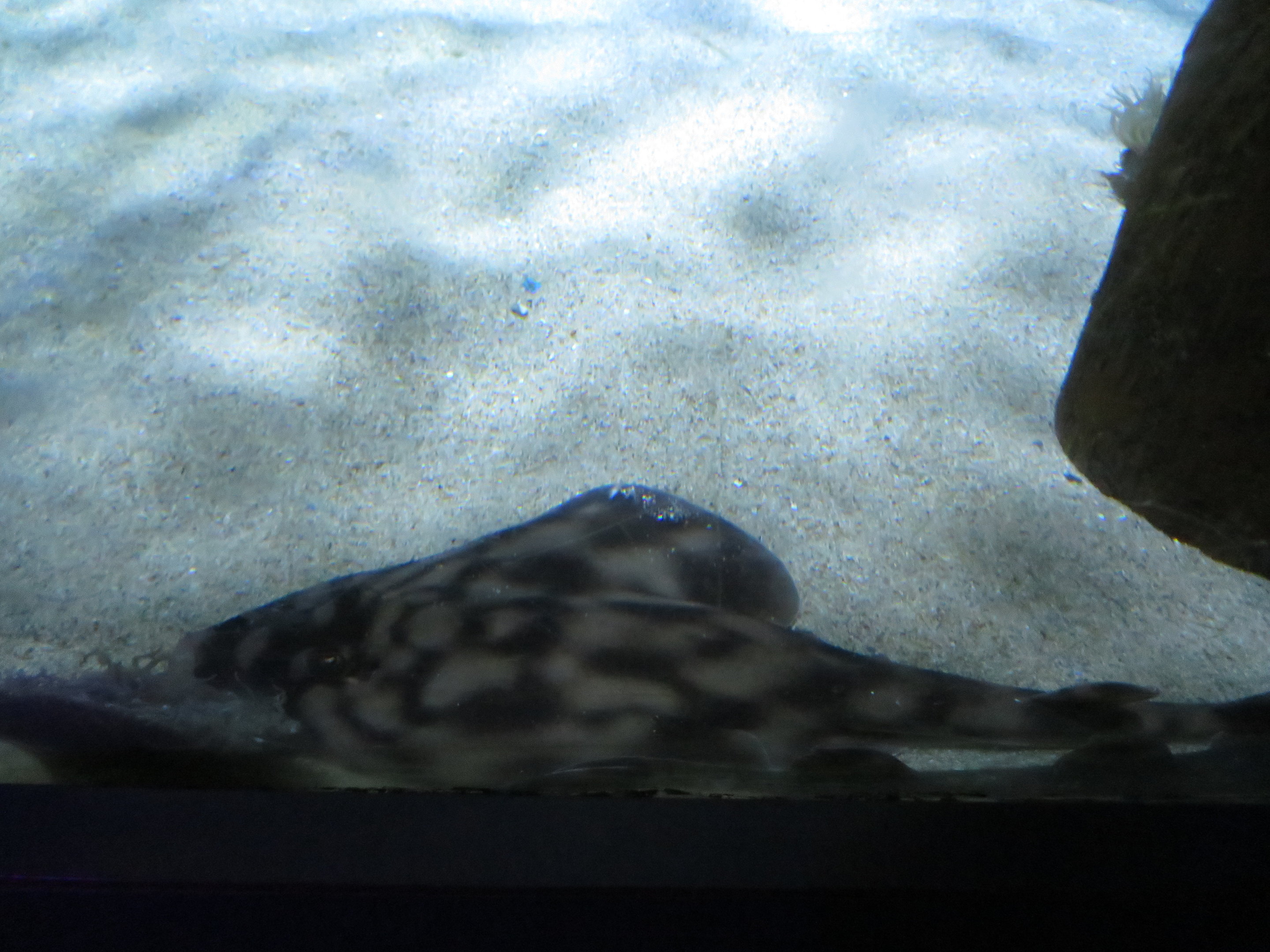 Banded Guitarfish