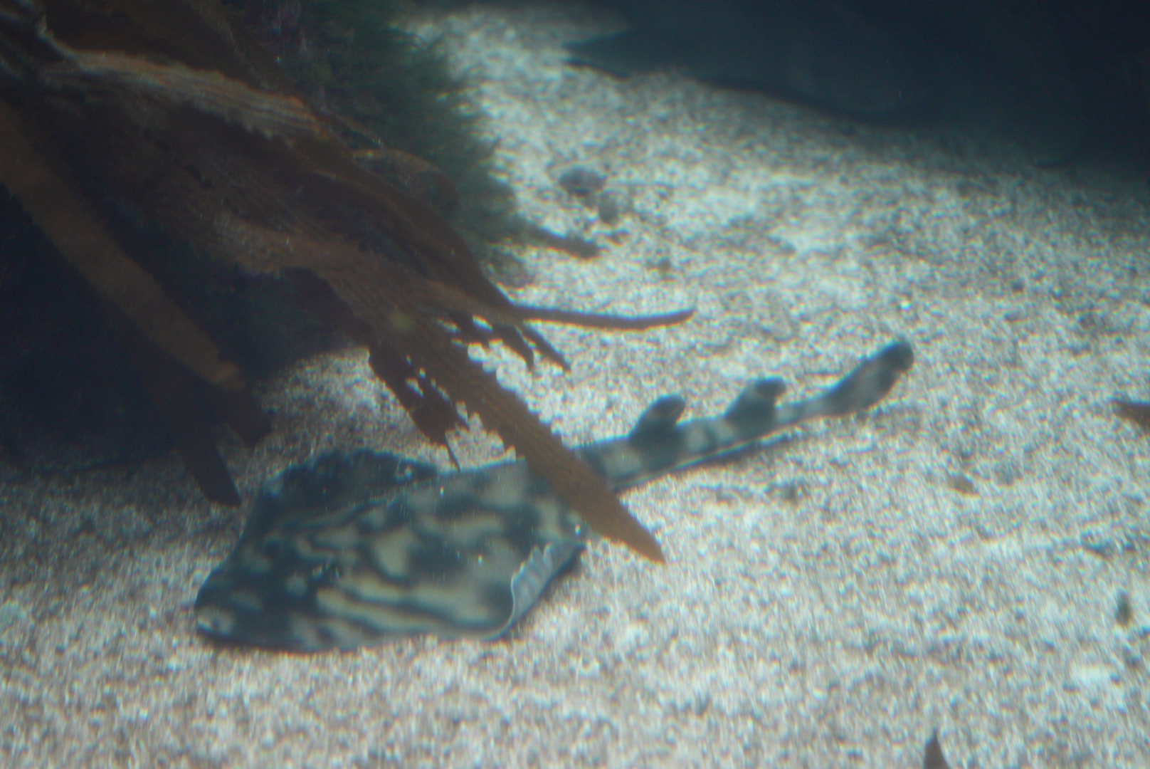 Banded Guitarfish