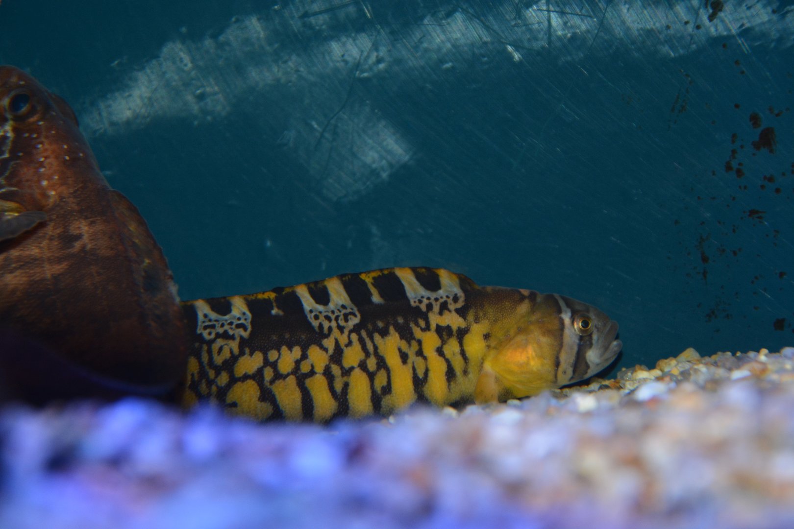 Banded gunnel (Pholis fasciata)