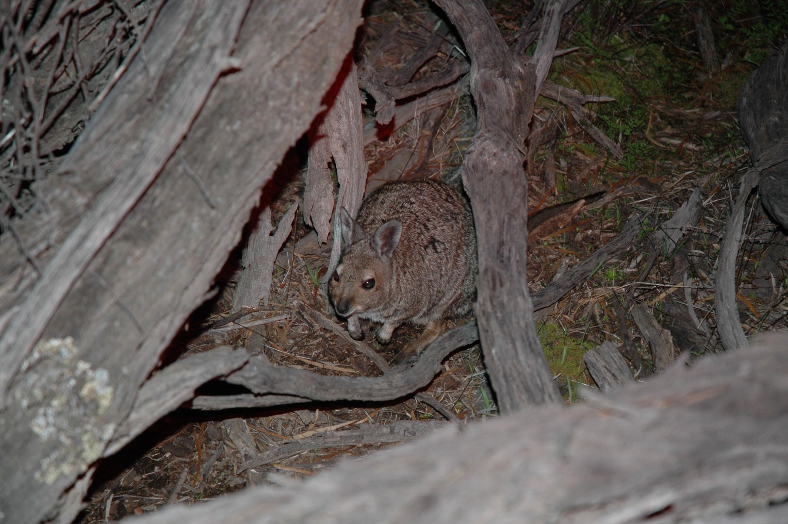 Banded Hare-wallaby (Lagostrophus fasciatus)