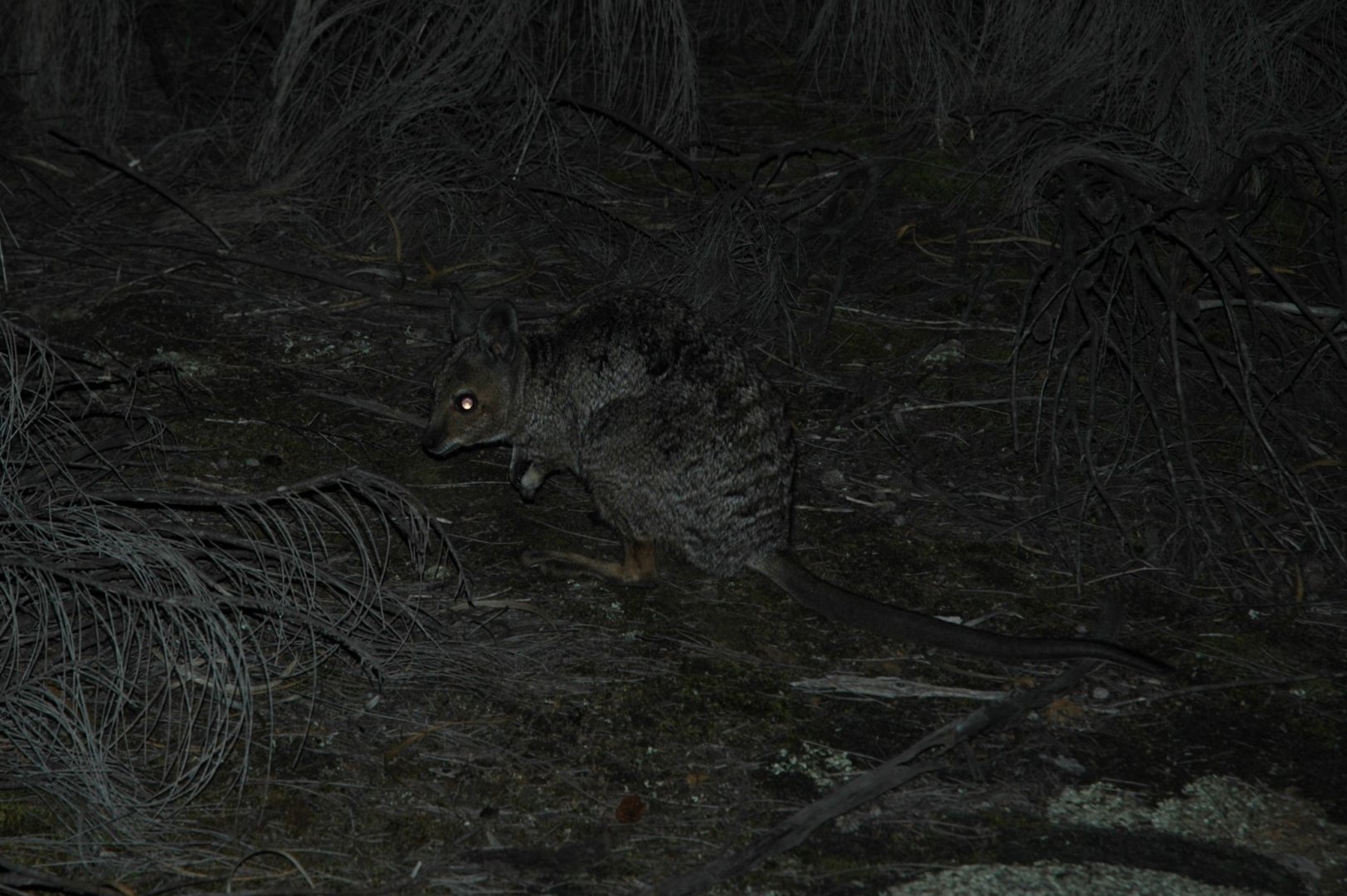 Banded Hare-wallaby (Lagostrophus fasciatus)