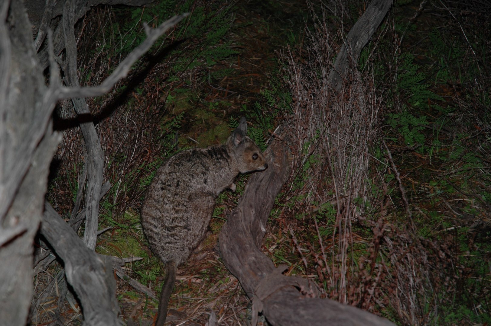 Banded Hare-wallaby (Lagostrophus fasciatus)