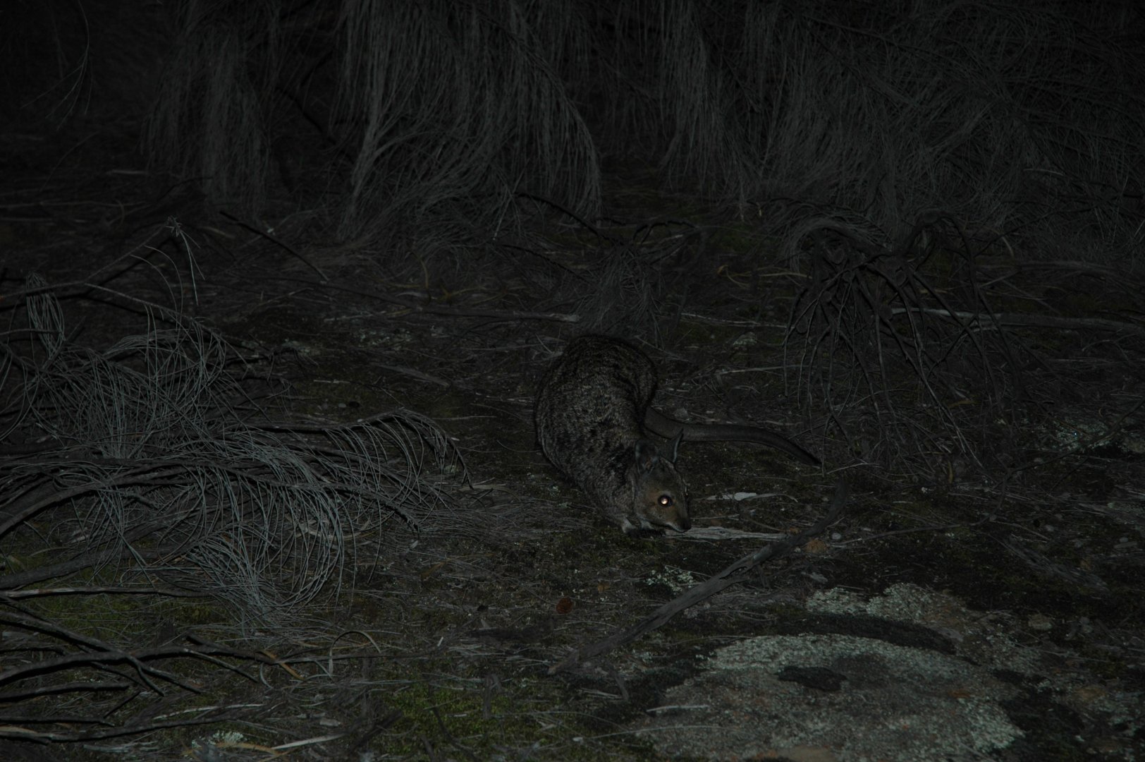 Banded Hare-wallaby (Lagostrophus fasciatus)